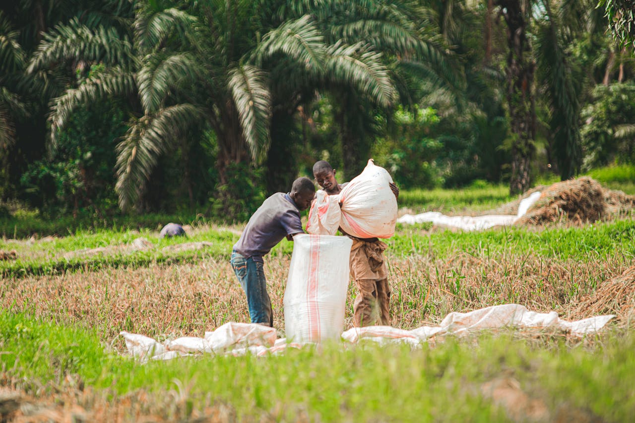 Two African men laboring in a lush agricultural field, filling sacks with harvested crops.
